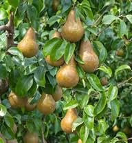 Dwarf Bosc Pear Tree - Cinnamon brown pears are some of the sweetest and most hardy! (2 years old and 3-4 feet tall.)
