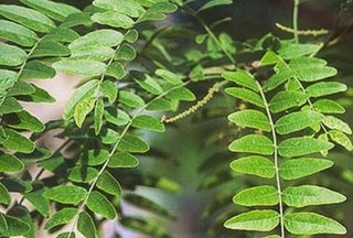 Honeylocust Tree - Perfect native tree for a natural barrier. (2 years old and 3-4 feet tall.)