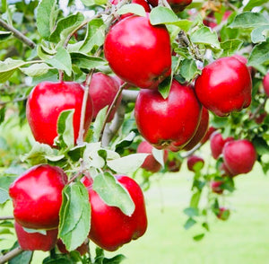 Dwarf Red Delicious Apple Tree - Fruit delicious as it is beautiful! (2 years old and 3-4 feet tall.)