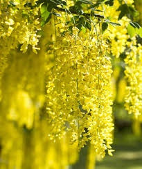 Golden Chain Tree - Weeping yellow blossoms measure over one foot long! (2 years old and 3-4 feet tall.)