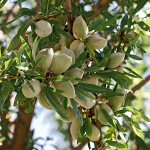 All-in-One Almond Tree - Cold hardy, great flavor, easy growing. (2 years old and 3-4 feet tall.)