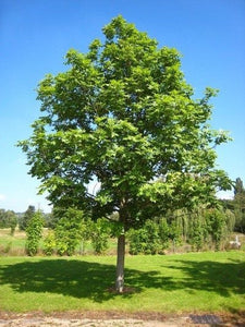 American White Ash Tree - An endangered and beautiful native tree. 2 years old and 3-4 feet tall!