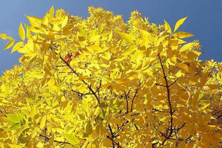 American White Ash Tree - An endangered and beautiful native tree. 2 years old and 3-4 feet tall!