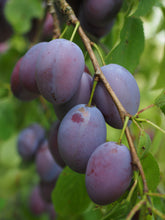 Italian Plum Tree - Cold hardy, heavy producing and everbearing! (2 years old and 3-4 feet tall.)