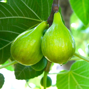 1 gal Italian Honey Fig Tree - Self pollinating, exquisite fresh off the tree