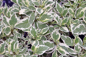 Ivory Halo Dogwood Shrub (1 Gallon) - A lovely ornamental twist on the classic red dogwood!