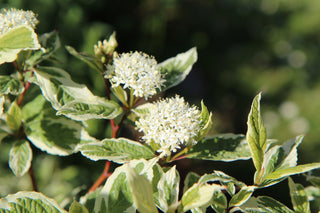 Ivory Halo Dogwood Shrub (1 Gallon) - A lovely ornamental twist on the classic red dogwood!