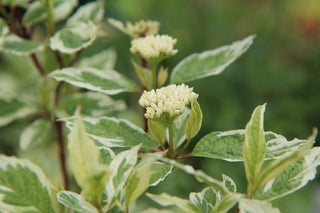 Ivory Halo Dogwood Shrub (1 Gallon) - A lovely ornamental twist on the classic red dogwood!