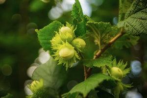 Jefferson Hazelnut Tree - High yield and excellent pest resistance (2 years old, 3 ft. tall)