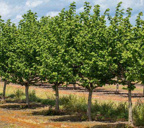 Jefferson Hazelnut Tree - High yield and excellent pest resistance (2 years old, 3 ft. tall)
