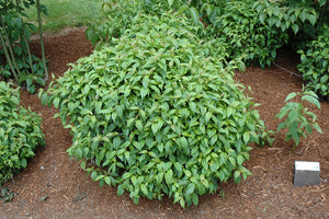 1 Gal. Kelsey Dogwood Shrub With Compact Lush Foliage and Extreme Cold Hardiness