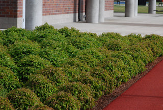 1 Gal. Kelsey Dogwood Shrub With Compact Lush Foliage and Extreme Cold Hardiness