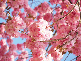 Kwanzan Cherry Blossom Tree - Beautiful, large, bright pink globes of blossoms! (2 years old and 3-4 feet tall.)