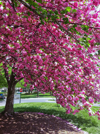 Kwanzan Cherry Blossom Tree - Beautiful, large, bright pink globes of blossoms! (2 years old and 3-4 feet tall.)