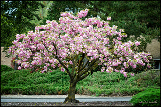 Kwanzan Cherry Blossom Tree - Beautiful, large, bright pink globes of blossoms! (2 years old and 3-4 feet tall.)