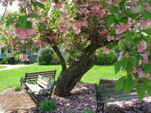 Kwanzan Cherry Blossom Tree - Beautiful, large, bright pink globes of blossoms! (2 years old and 3-4 feet tall.)