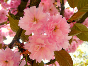 Kwanzan Cherry Blossom Tree - Beautiful, large, bright pink globes of blossoms! (2 years old and 3-4 feet tall.)