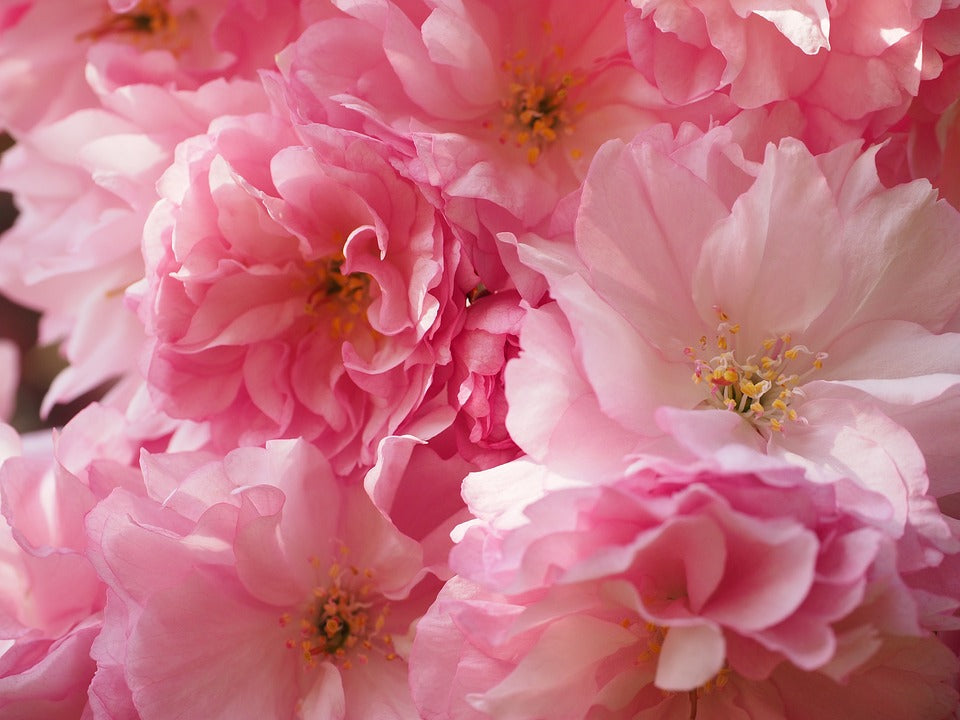 Kwanzan Cherry Blossom Tree - Beautiful, large, bright pink globes