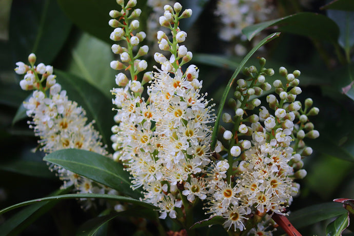 Cherry Laurel 'Otto Luyken' Shrub (1 Gal) - Hardy, fragrant, beautful shrub perfect for hedge plantings!