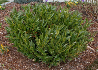 Cherry Laurel 'Otto Luyken' Shrub (1 Gal) - Hardy, fragrant, beautful shrub perfect for hedge plantings!