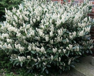Cherry Laurel 'Otto Luyken' Shrub (1 Gal) - Hardy, fragrant, beautful shrub perfect for hedge plantings!