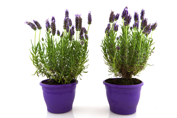 1 Gal. English Lavender Plant with Incredible Purple Color and Fragrance (2-Pack)