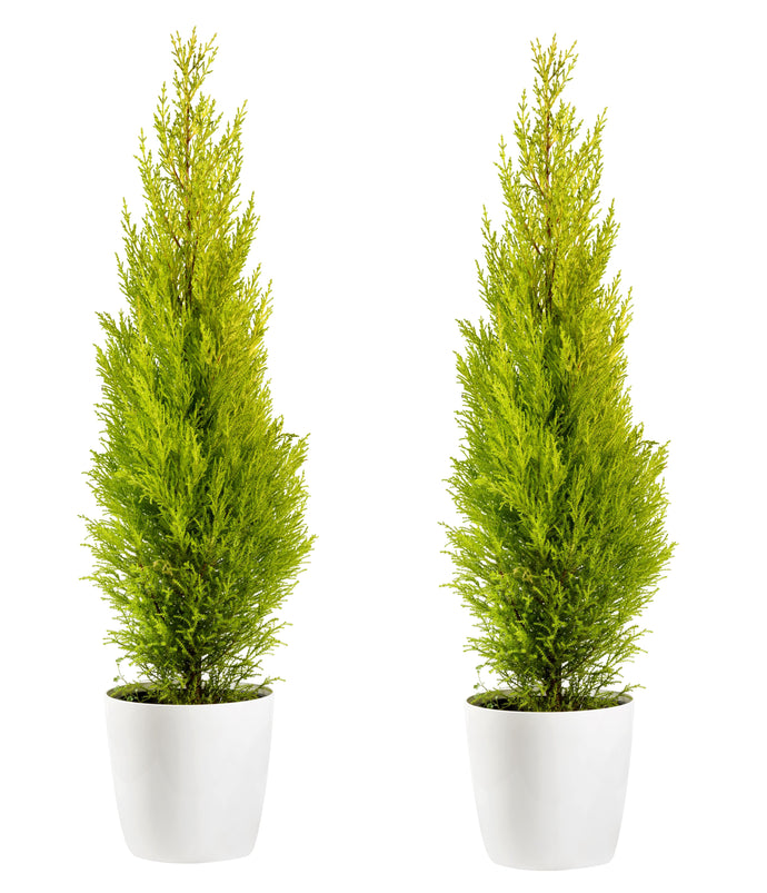 1 gal. Lemon Cypress Tree with Citrusy Aroma and Golden Evergreen Foliage (2-Pack)