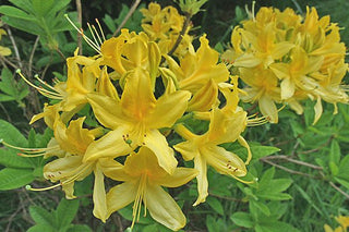 "Lemon Lights" Azalea Shrub - Shades of dazzling yellow change across the massive blossoms! *Cold Hardy* (1 Gallon)