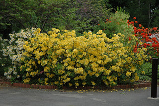 "Lemon Lights" Azalea Shrub - Shades of dazzling yellow change across the massive blossoms! *Cold Hardy* (1 Gallon)
