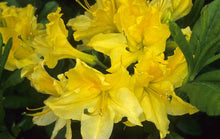 "Lemon Lights" Azalea Shrub - Shades of dazzling yellow change across the massive blossoms! *Cold Hardy* (1 Gallon)