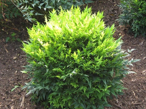 1 gal. Lemon Lime Heavenly Bamboo Shrub with Stunning Lemon Yellow New Growth That Matures Lime Green (2-Pack)
