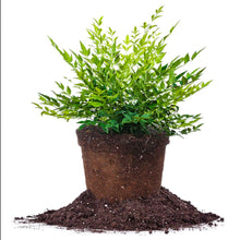 1 gal. Lemon Lime Heavenly Bamboo Shrub with Stunning Lemon Yellow New Growth That Matures Lime Green (2-Pack)