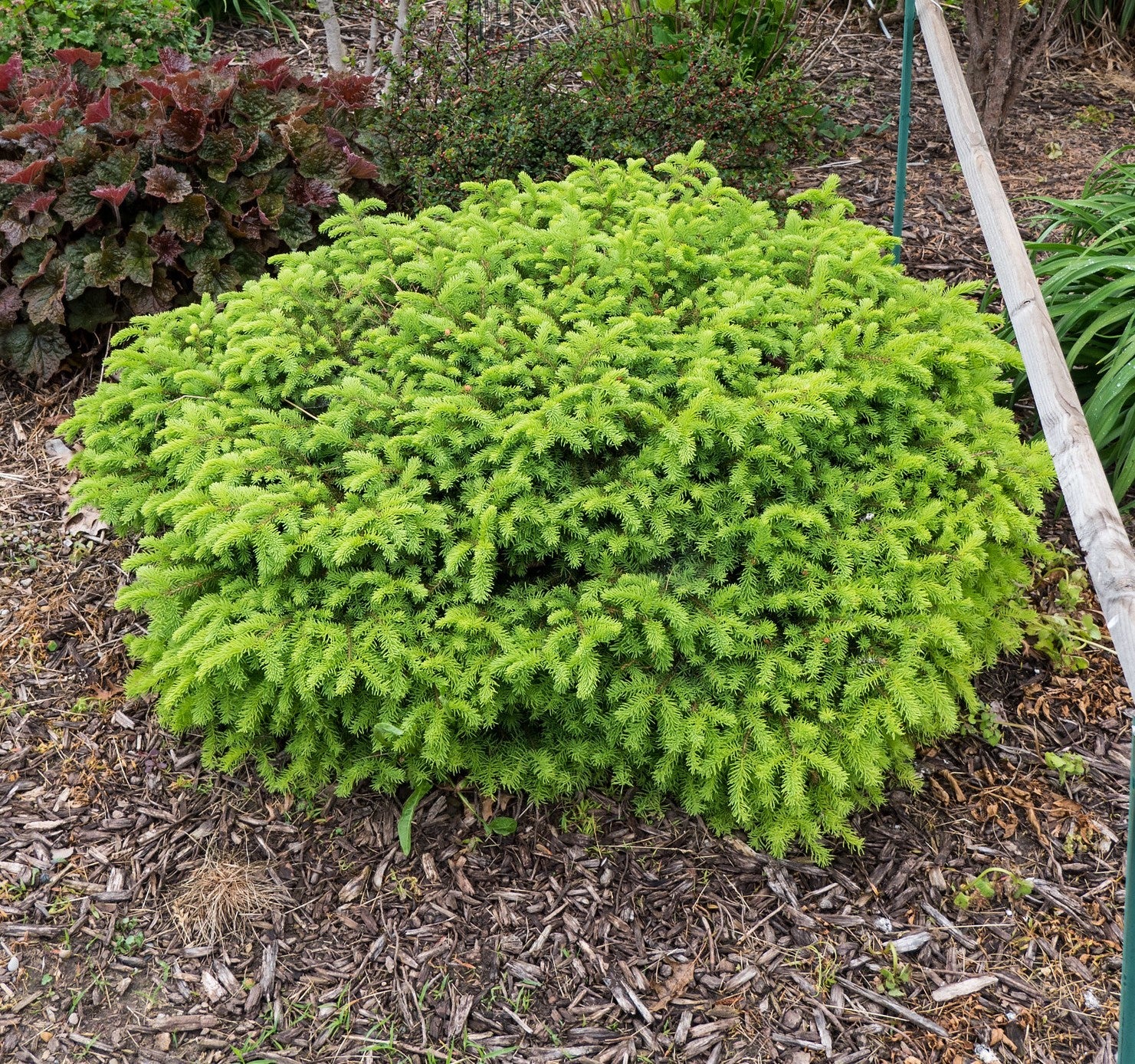 Little Gem Norway Spruce Shrub (1 Gal)- Richly colored, no