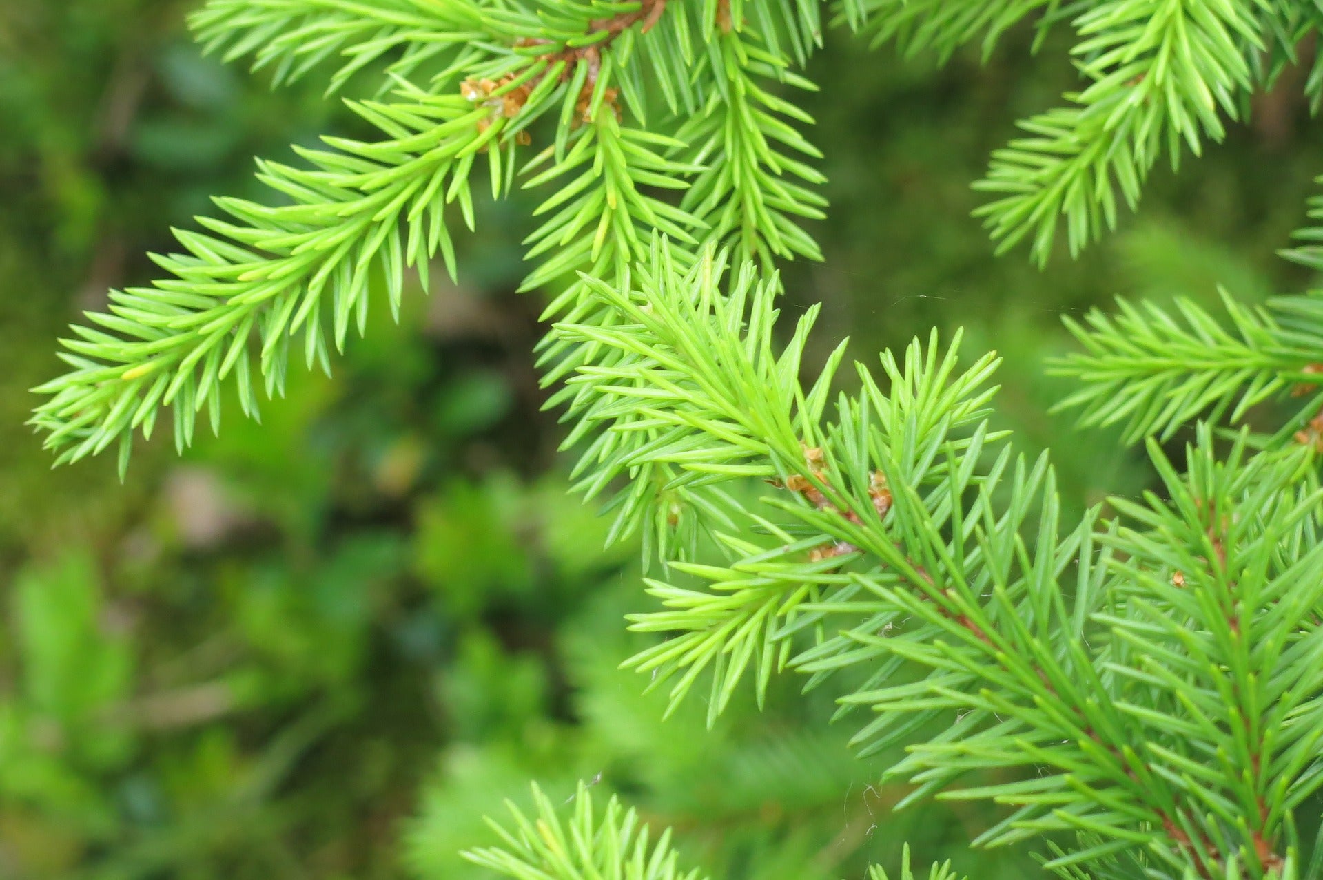 Little Gem 常緑樹 約54cm C Thuja occidentalis 'Little Gem' Dwarf Arborvitae — Mr Maple │ Buy