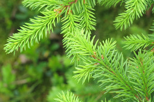Little Gem Norway Spruce Shrub (1 Gal)- Richly colored, no-maintenance dwarf conifer!