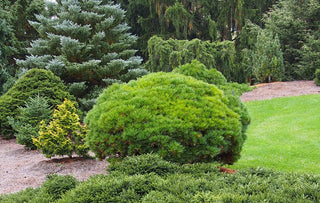 Little Gem Norway Spruce Shrub (1 Gal)- Richly colored, no-maintenance dwarf conifer!