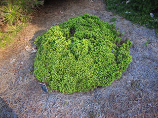 Little Gem Norway Spruce Shrub (1 Gal)- Richly colored, no-maintenance dwarf conifer!