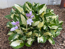 1 gal. Loyalist Hosta Shrub with Pure White Leaf Centers and Creamy White Flowers (2-Pack)