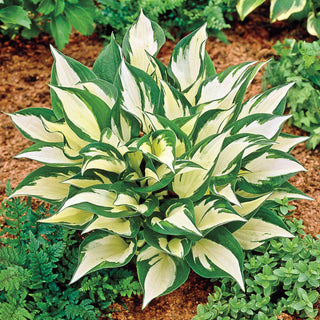 1 gal. Loyalist Hosta Shrub with Pure White Leaf Centers and Creamy White Flowers (2-Pack)