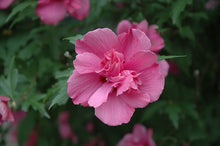 "Lucy" Rose of Sharon Hibiscus(1 Gallon) - Unique ruffled pink flowers, among the toughest most low-maintenance flowering shrubs!
