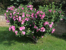"Lucy" Rose of Sharon Hibiscus(1 Gallon) - Unique ruffled pink flowers, among the toughest most low-maintenance flowering shrubs!