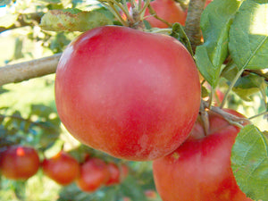Dwarf Red McIntosh Apple Tree - World-renowned flavor, cold hardy, and delicious! (2 years old and 3-4 feet tall.)