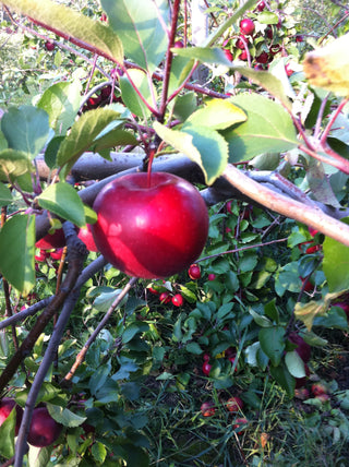 Dwarf Red McIntosh Apple Tree - World-renowned flavor, cold hardy, and delicious! (2 years old and 3-4 feet tall.)