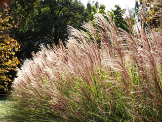 1 Gal. Maiden Grass - Very Tall Ornamental Grass, Perfect for Borders and Fence Plantings