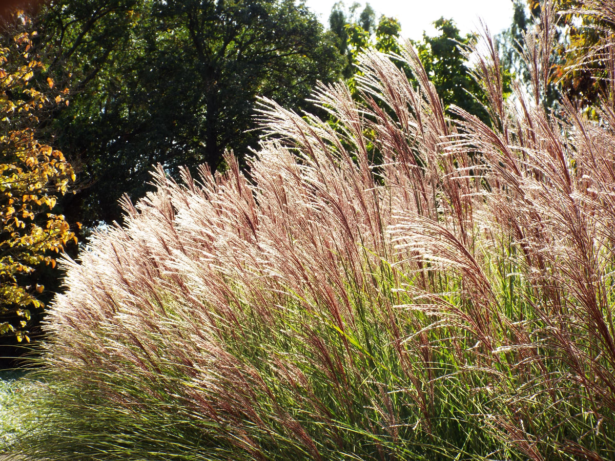 1 Gal. Maiden Grass - Very Tall Ornamental Grass, Perfect for Borders