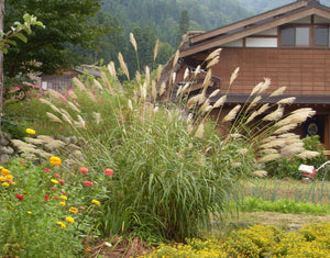 1 Gal. Maiden Grass - Very Tall Ornamental Grass, Perfect for Borders and Fence Plantings