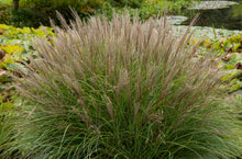 1 Gal. Maiden Grass - Very Tall Ornamental Grass, Perfect for Borders and Fence Plantings