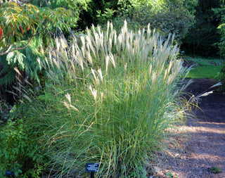 1 Gal. Maiden Grass - Very Tall Ornamental Grass, Perfect for Borders and Fence Plantings