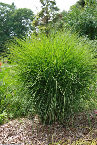 1 Gal. Maiden Grass - Very Tall Ornamental Grass, Perfect for Borders and Fence Plantings