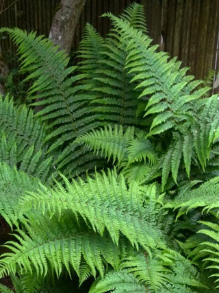 Male Fern (1 Gallon) - Excellent low-growing and shade loving perennial.